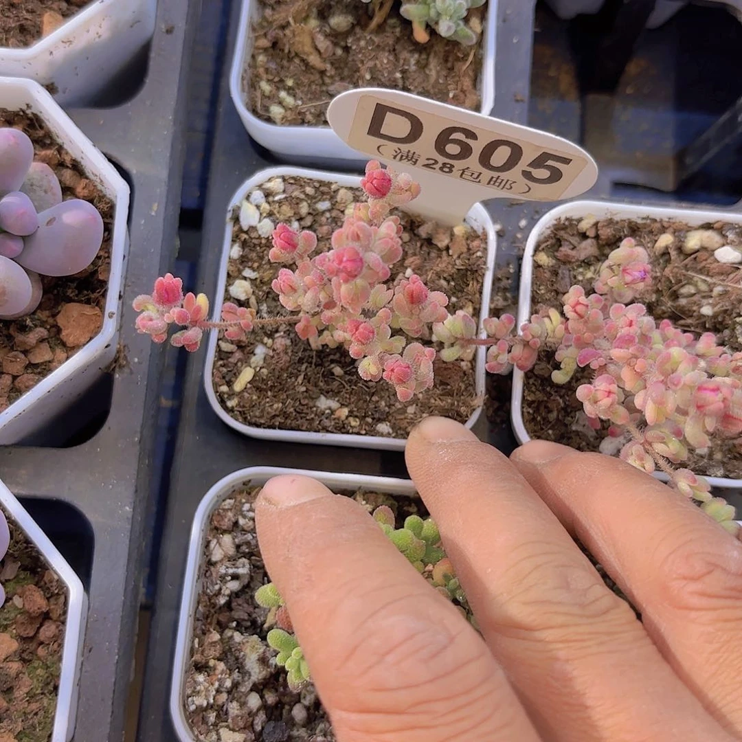 D605红宝石锦一物语拍