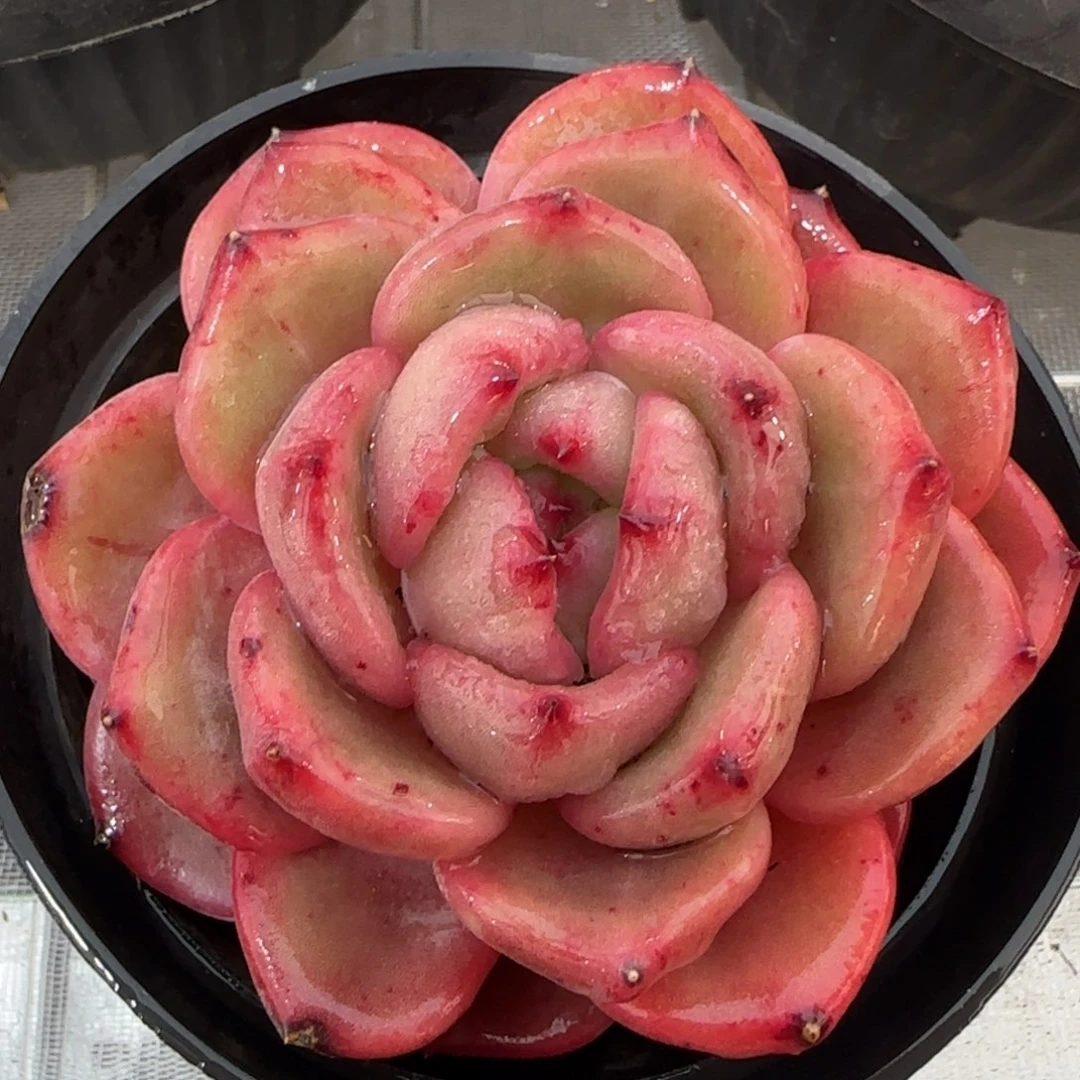 从前慢花园精选多肉Q橙