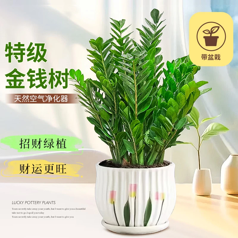 金钱树盆栽客厅花盆发财树花卉绿植树苗办公室四季好养钱串子盆栽