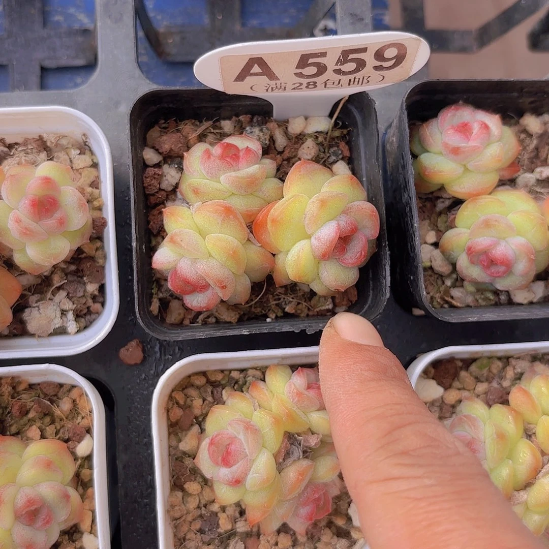 A559琴心一物一拍