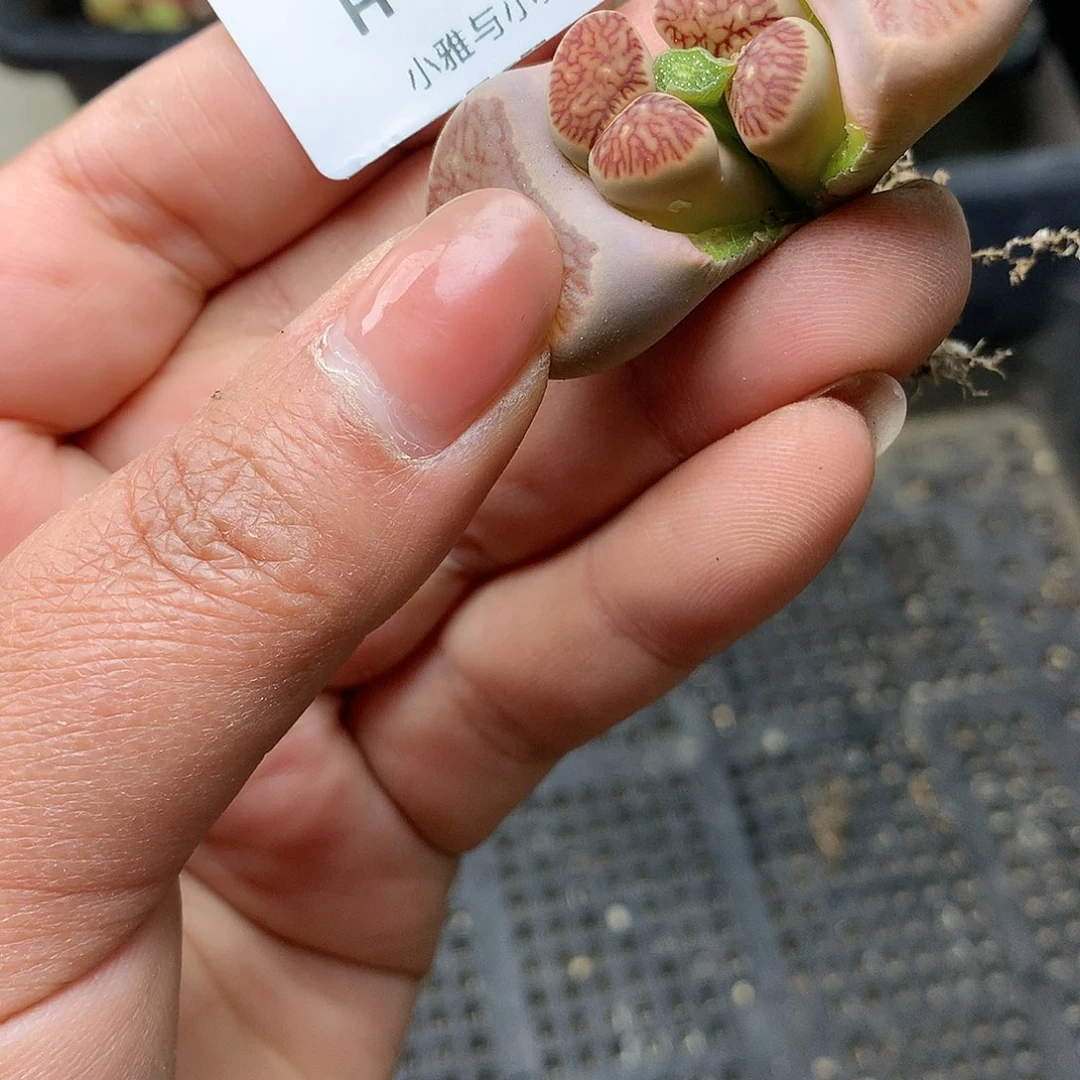 H177多肉植物保护研究所