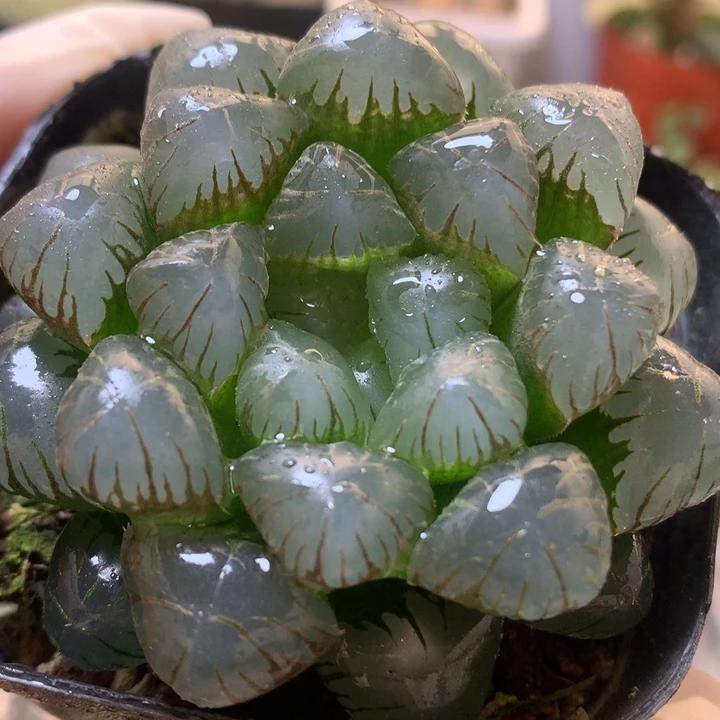 孔明灯玉露带盆土发货