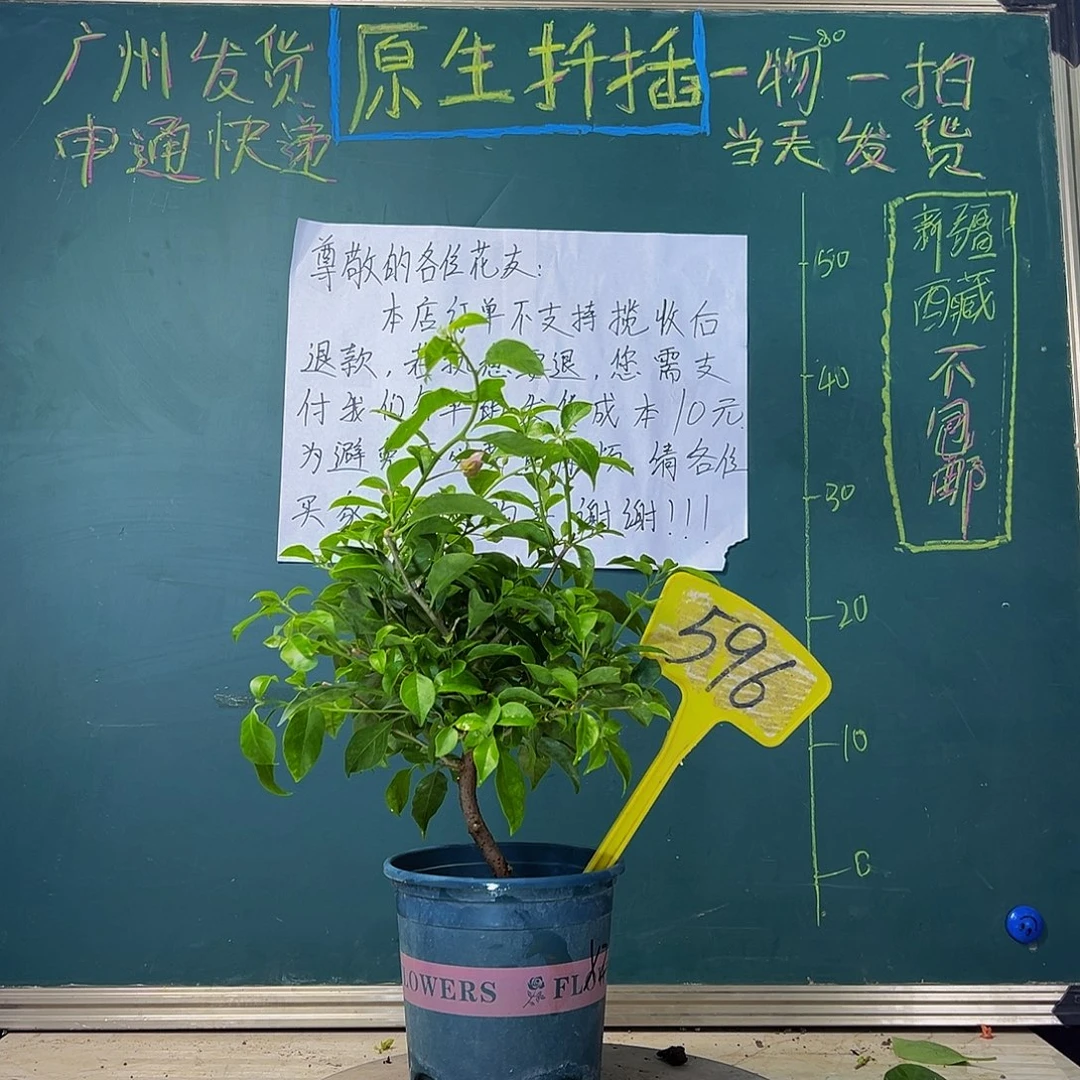 当前无花栽培后可以开花 福利 雪紫  596