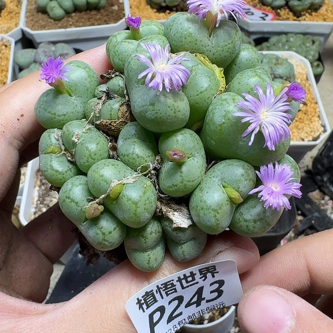 多肉植物的啊vbnn