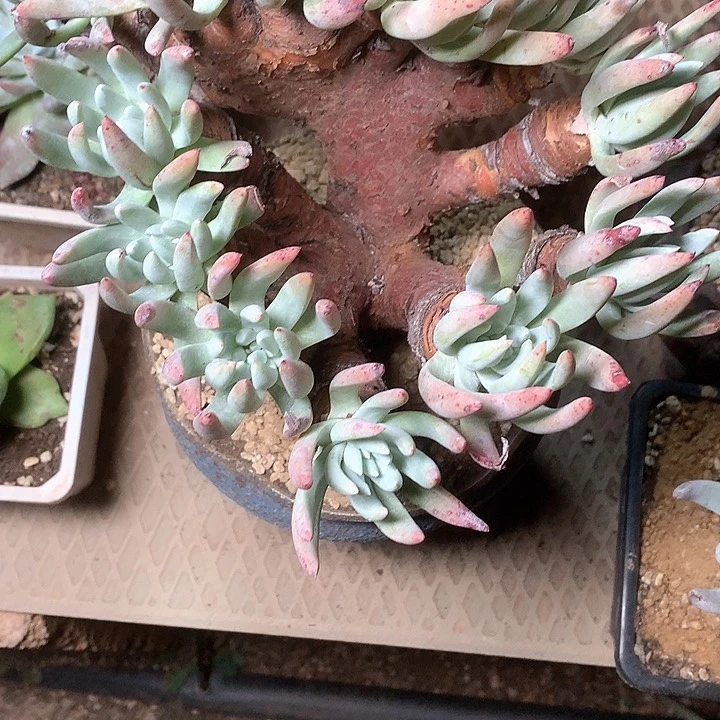 8438文森特大缀化多肉仙女杯