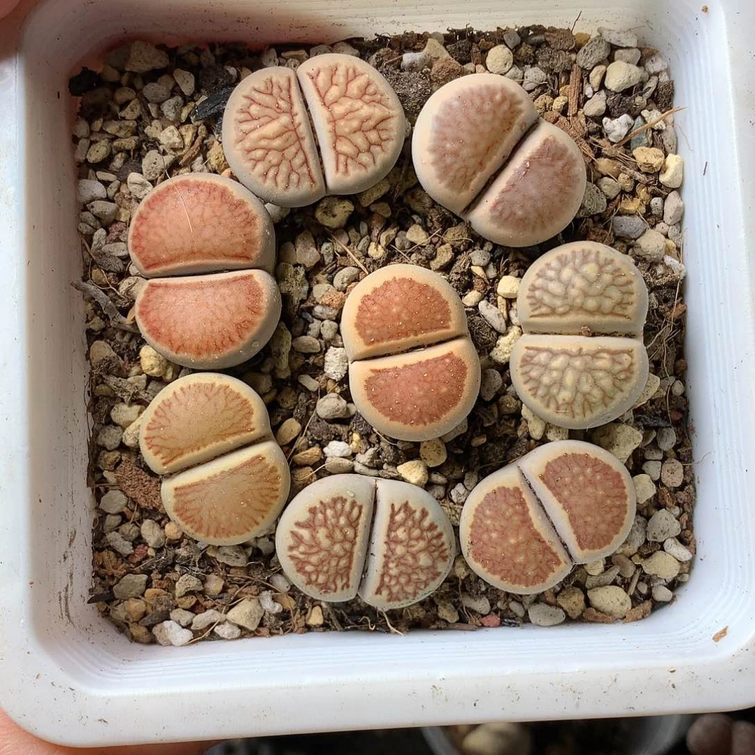 A00多肉植物保护