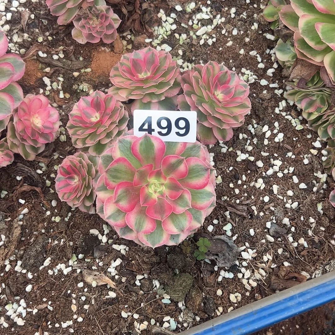 精品多肉植物499倾城