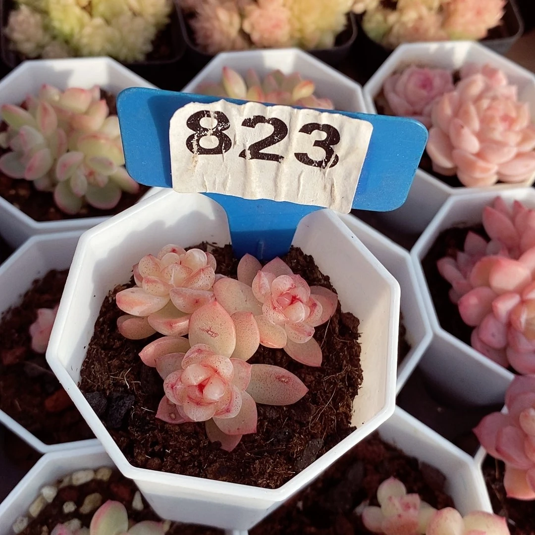 瓶*盖恶魔之泪5cm不包整群