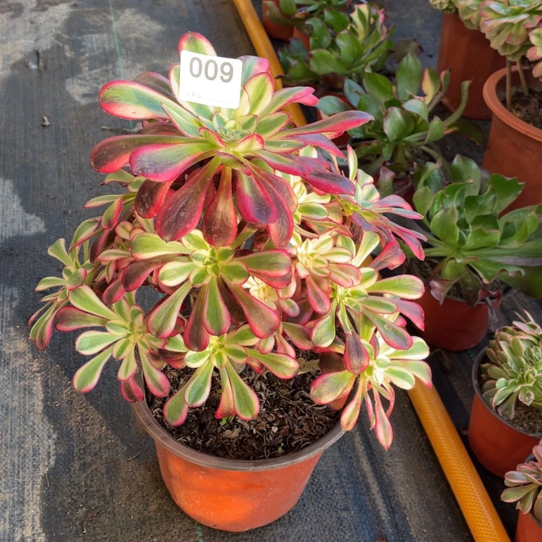 冰淇淋老桩法师植物