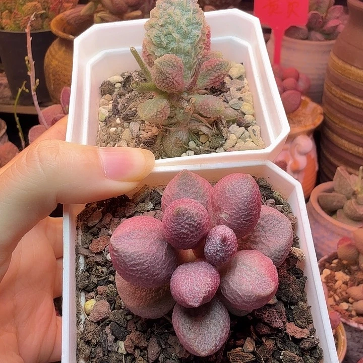 好***8        139+188。