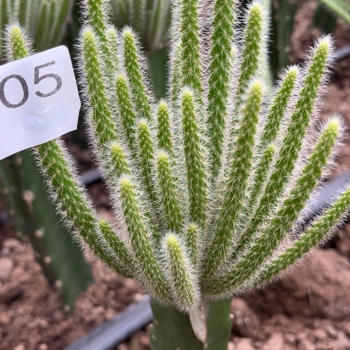 随***。鼠尾^_^^_^^_^.005