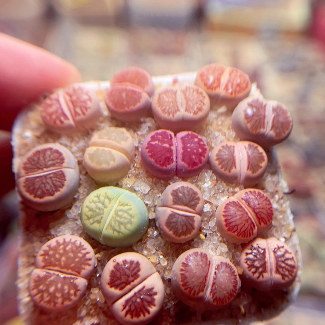 612号带破包邮发货