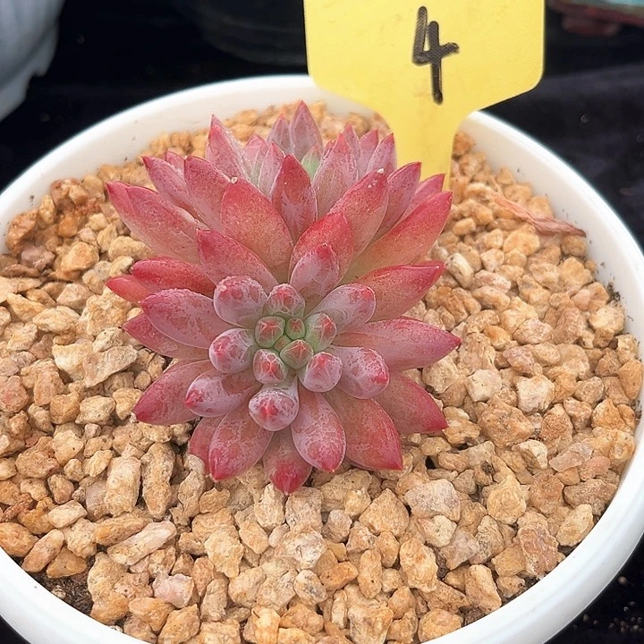 红体虞美人4号码牌子的话