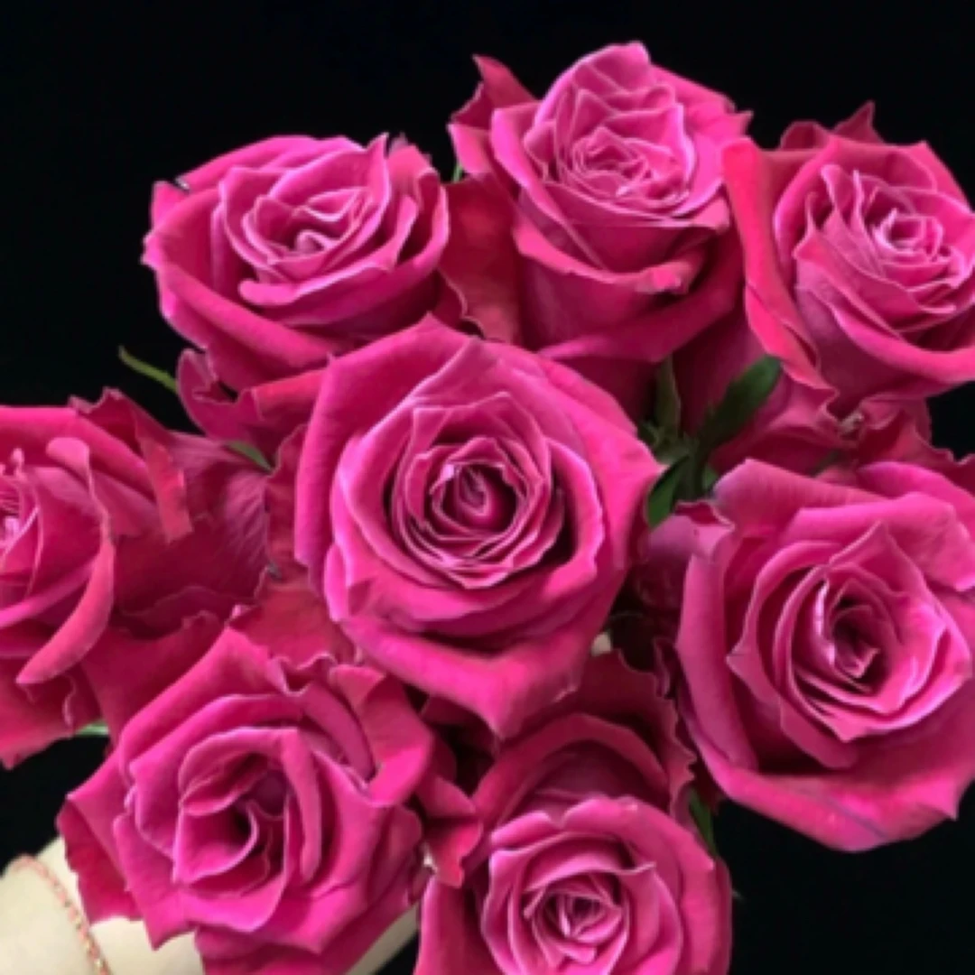 1加仑盆【大富贵】月季玫瑰直播云南精品盆栽花卉四季开花室内外