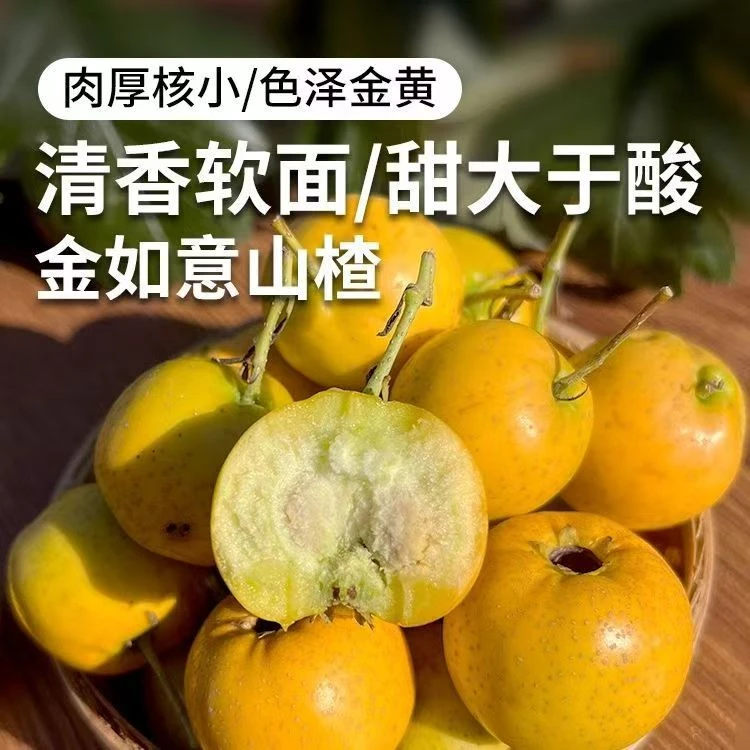 2025鲜果小山楂黄山楂果农家新鲜水果当季黄山楂孕妇儿童山楂