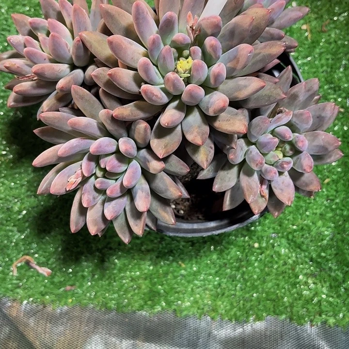 情***谷丽娟花卉红蜻蜓268
