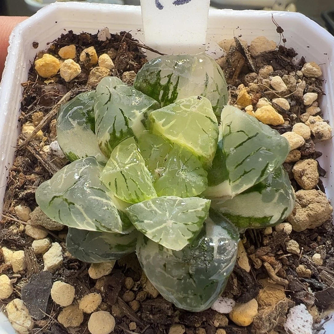 45号大紫玉露锦弱根特价