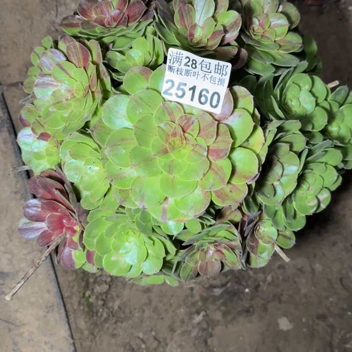 25160花月夜多肉植物
