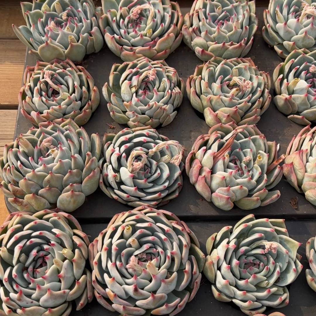 3块吉娃娃，福利多多