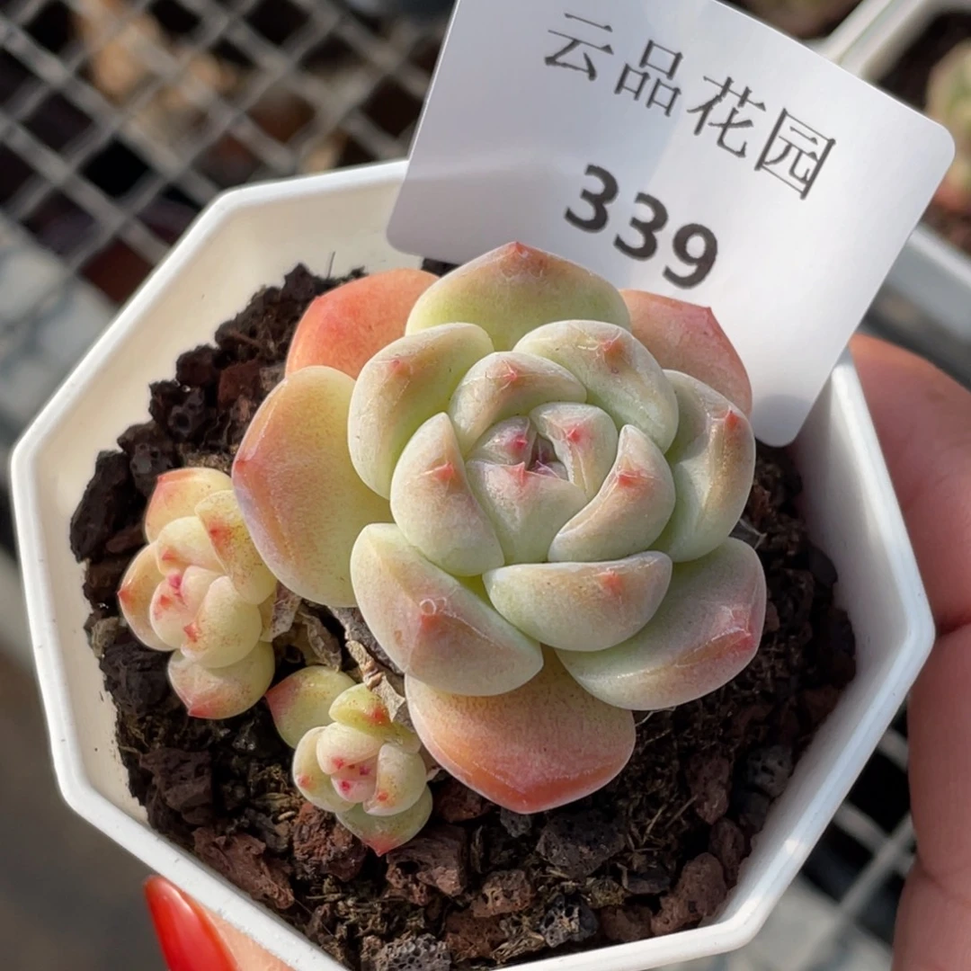 339号糖心冰心珍妮