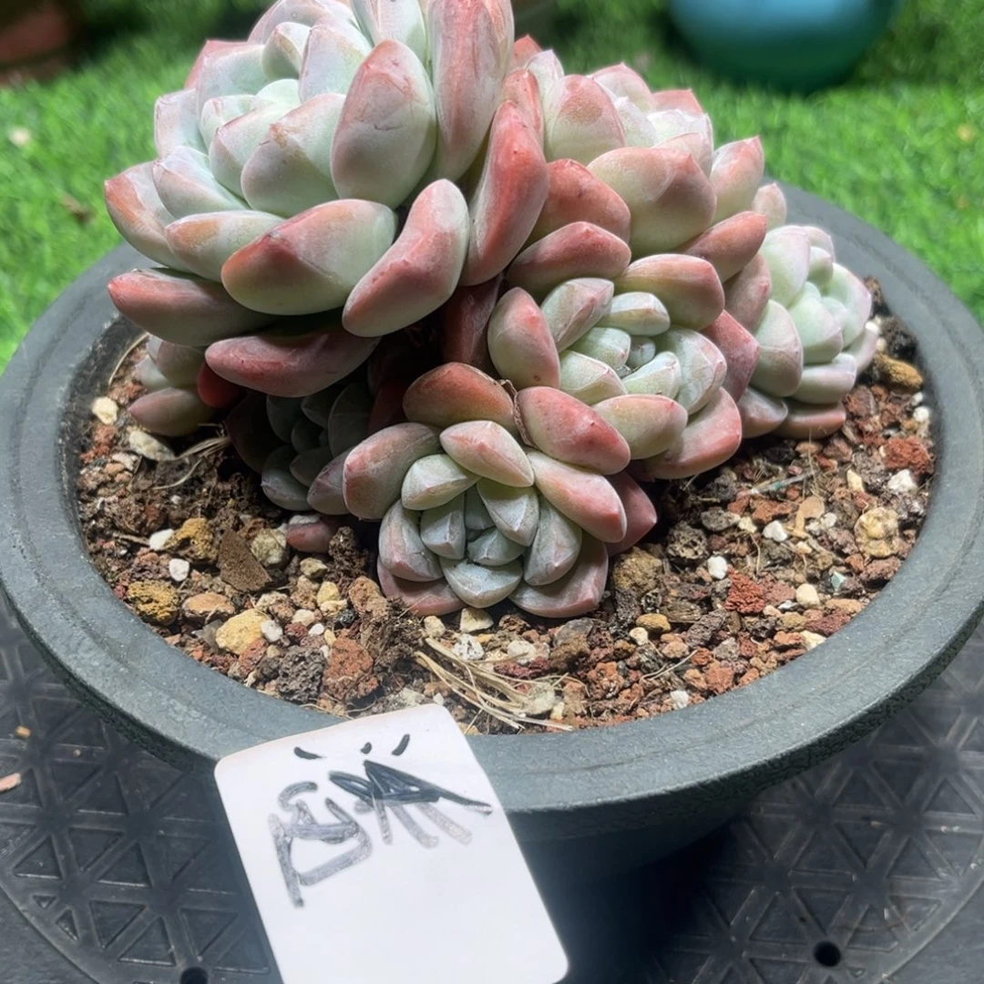 潘专拍冰玉群生老桩