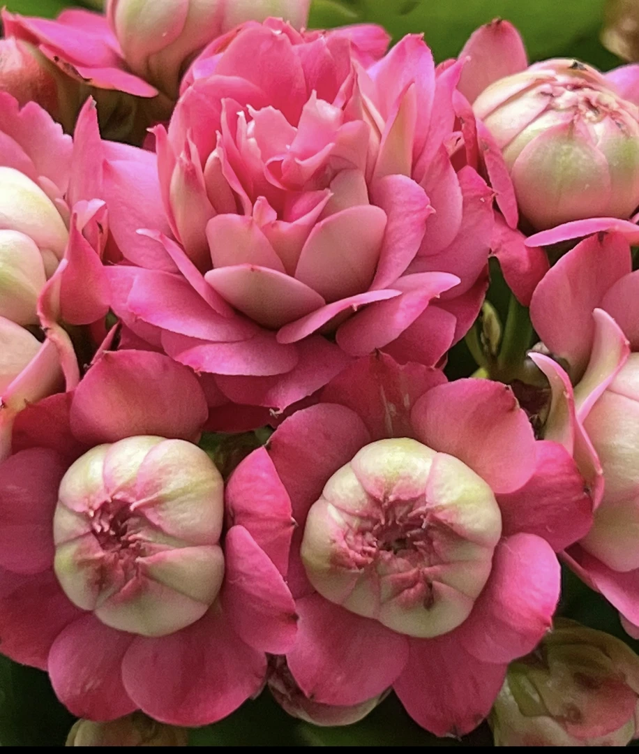 【唐卡】【吉他】【惊艳】130杯重瓣长寿花