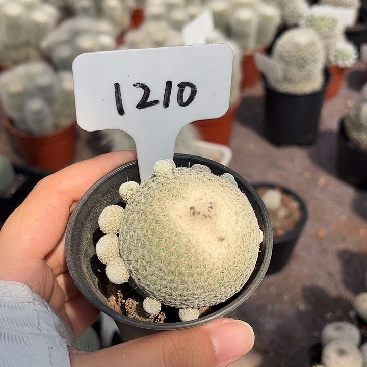 大***西1210大福利自根月世界