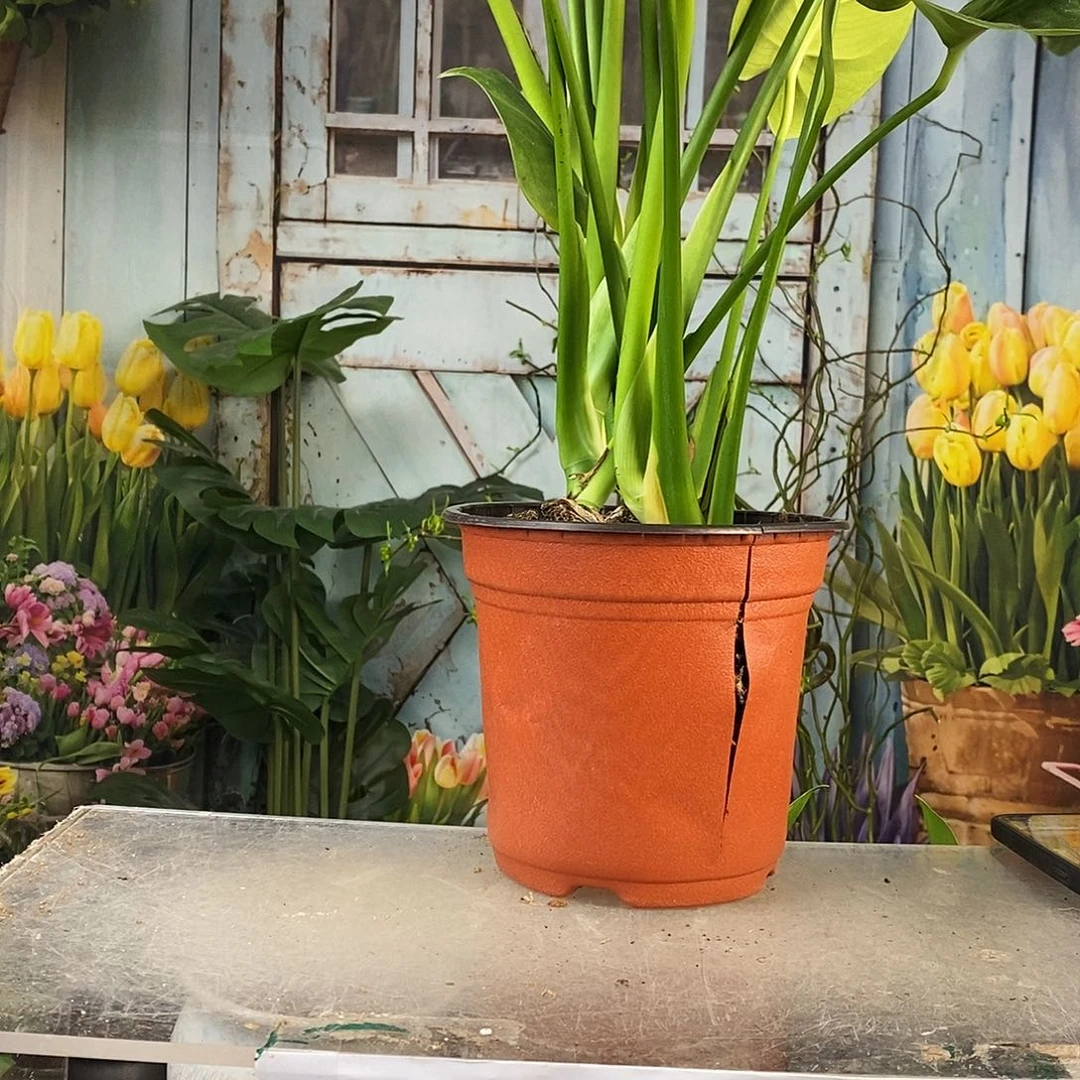 红陶龟背70厘米原土原盆