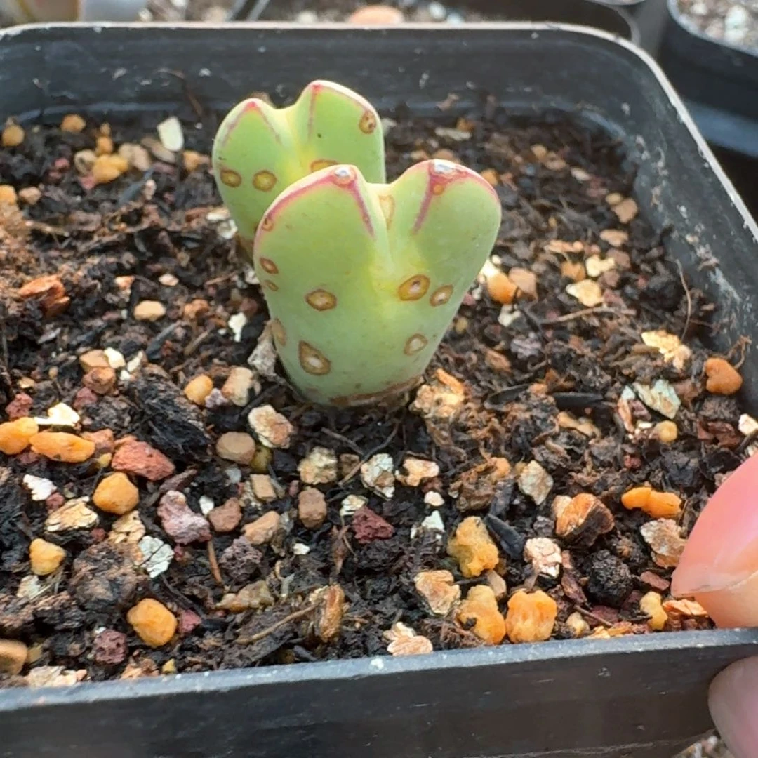 133一颗000000000000000