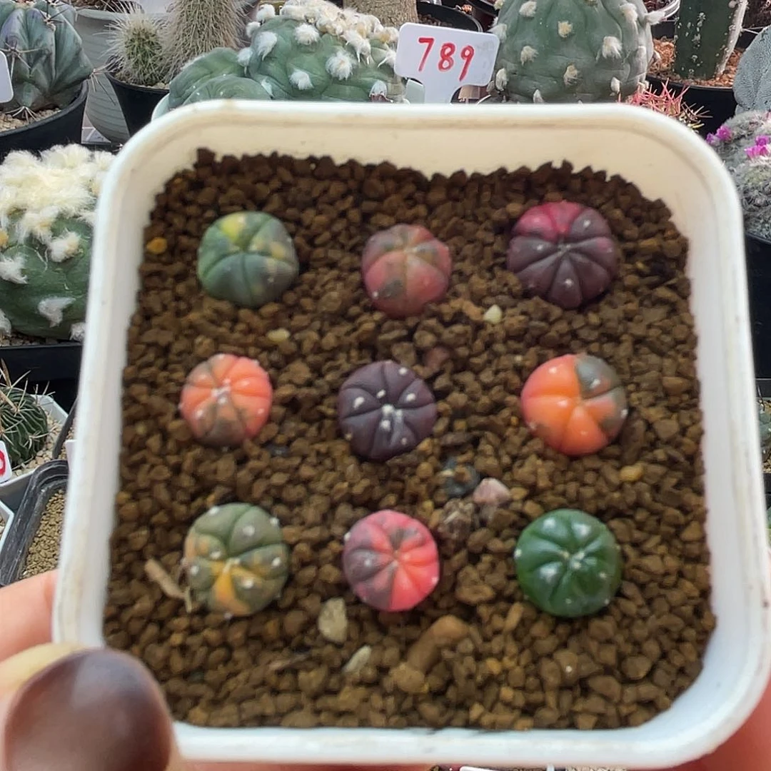 实生兜锦仙人球多肉