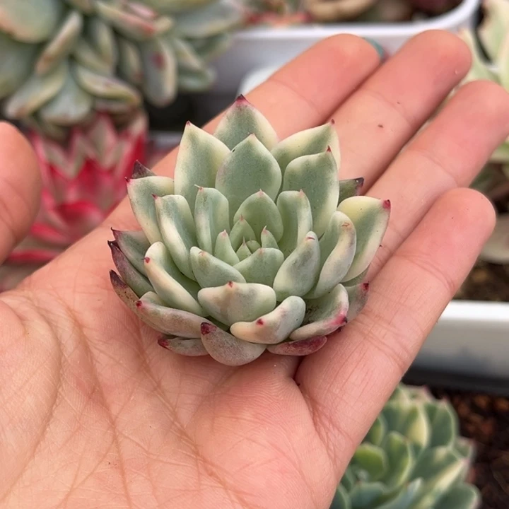 绿爪锦头盖一颗价格