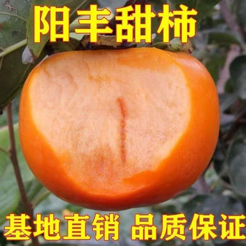 嫁接柿子树苗耐寒阳丰脆甜柿早熟特大盆栽地栽南北方种植当年结果