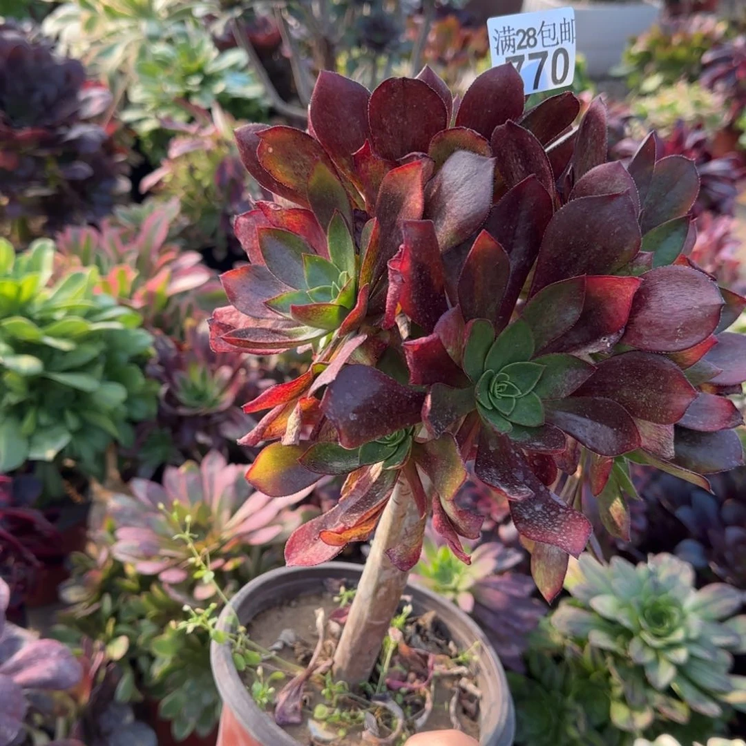 冰武士多肉770满28包邮断枝不包