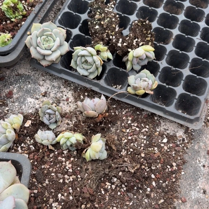 露娜杂交两颗量拍30-121