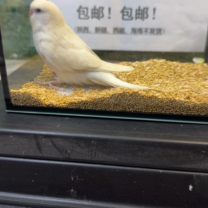 虎皮鹦鹉大头虎皮鹦鹉