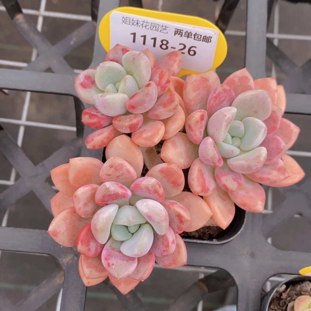 1118-26-精品老桩花斑鹭群一个