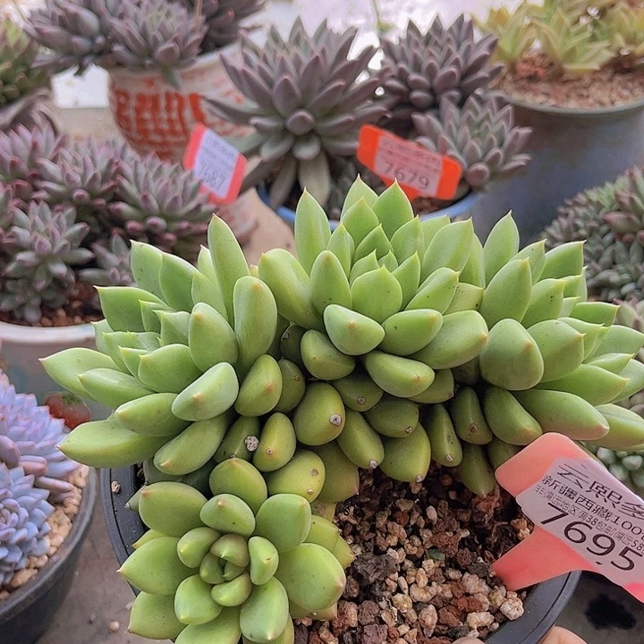 7695红象牙。