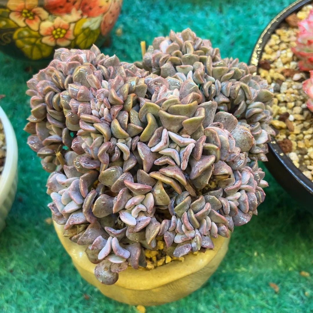 雪精灵小，，，，，，，，，，，，
