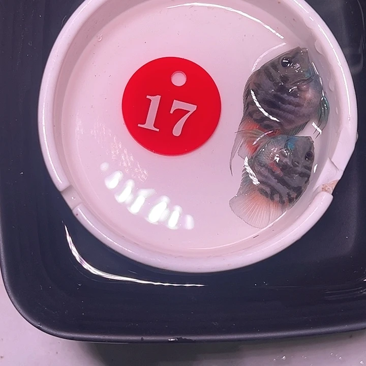鹦鹉鱼17号，摩卡一对