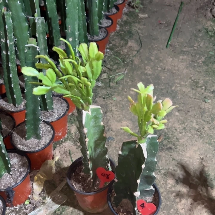 妞***妞当前无花栽培后可以开花052  476 028  4