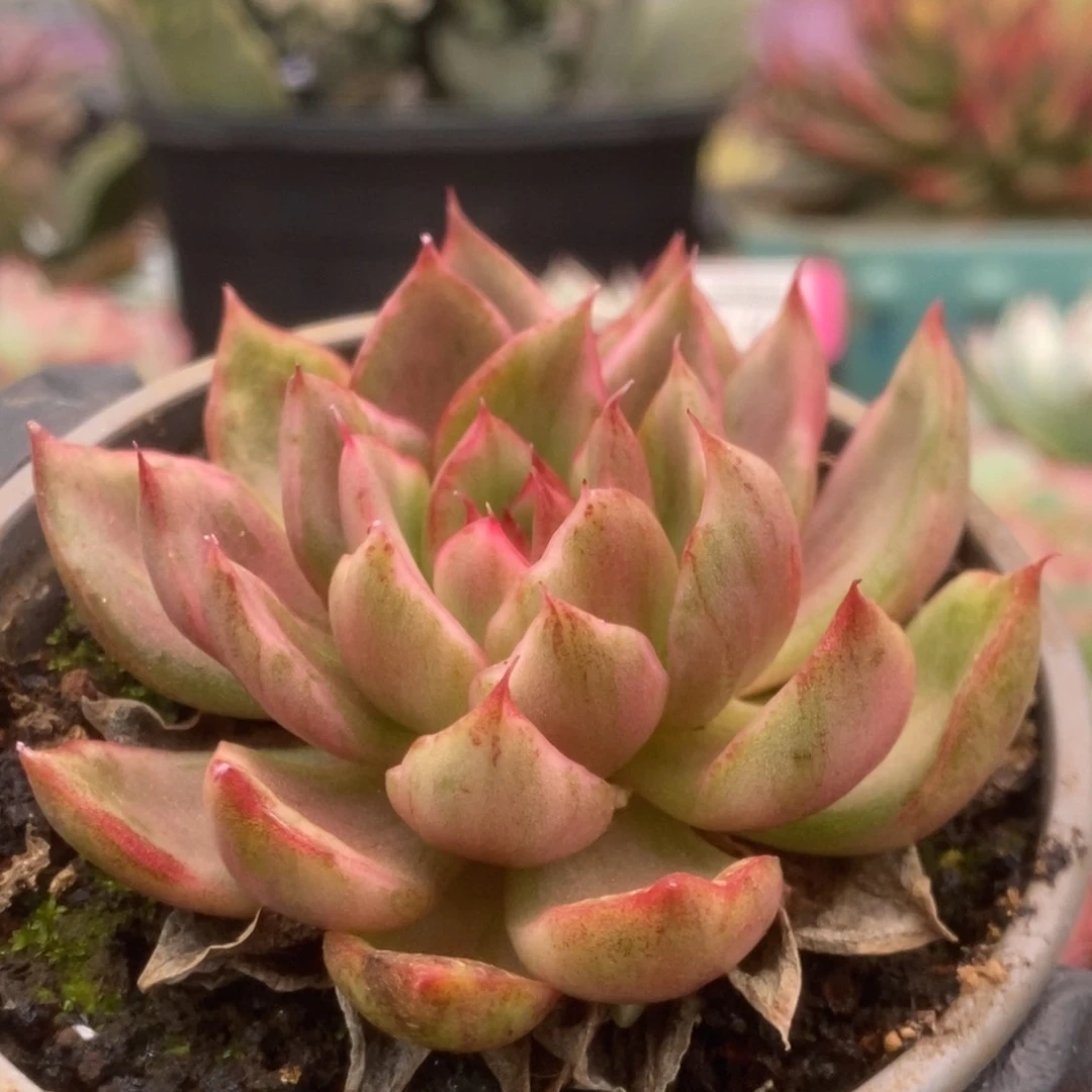 617野马锦锦锦锦锦锦锦