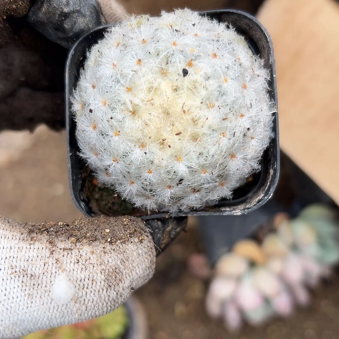 尔富父母在中央音乐学院中文系呀