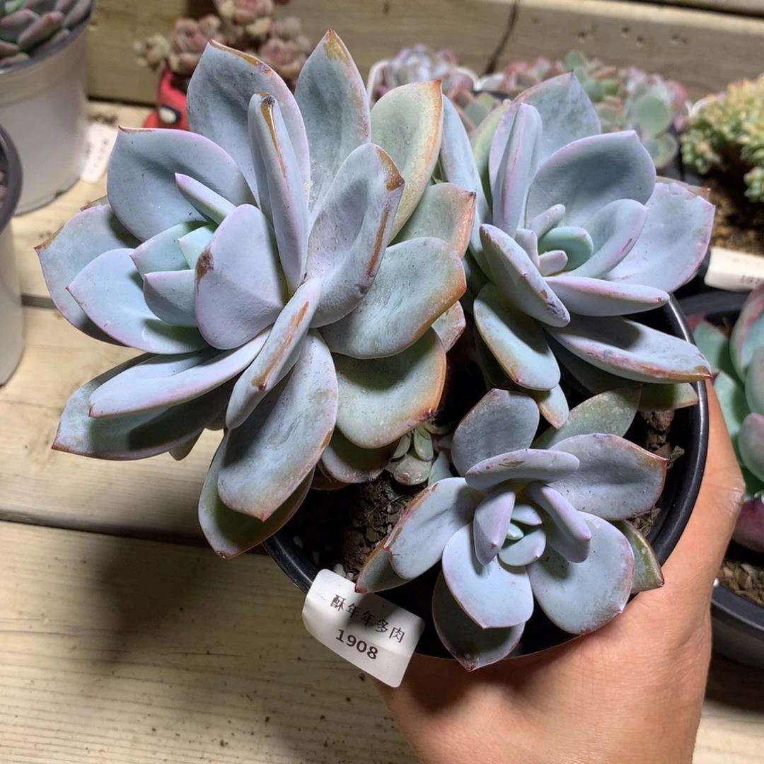 1908奶茶多肉一颗16厘米