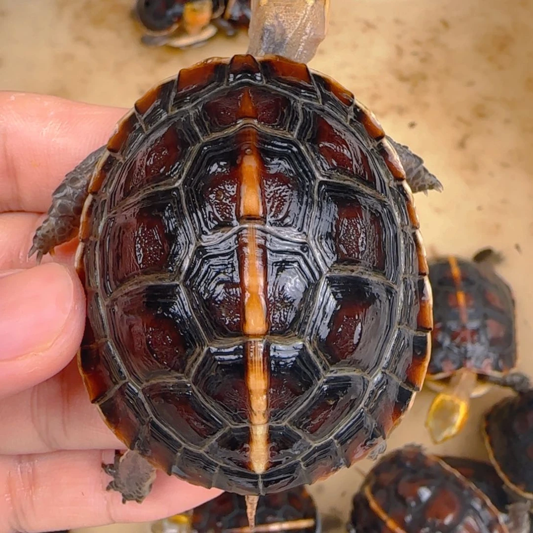 高背圆球体皖南安缘。手慢无