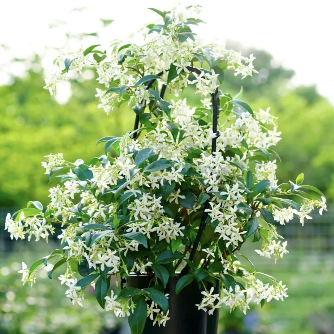 风车茉莉【180盆】盆栽爬藤植物庭院阳台新手易养护爆花强