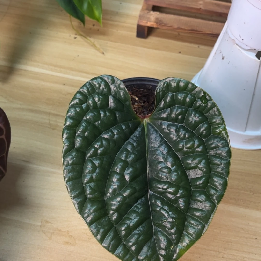 不开花植物奢华侧芽7578