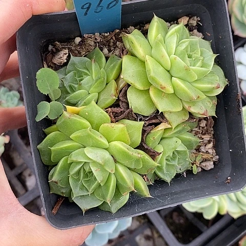 夜**兰960多肉植物老桩