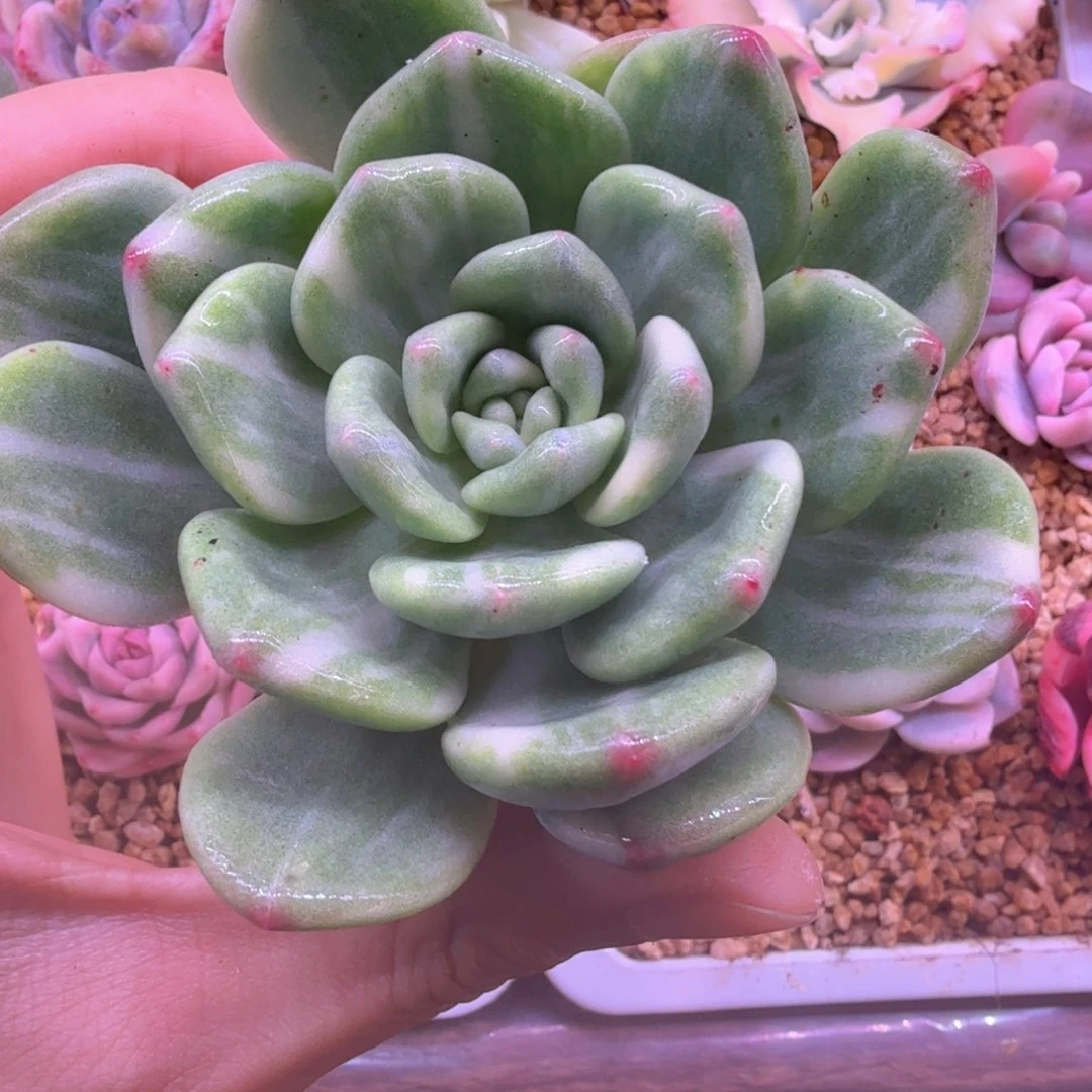 拉丝锦 多肉植物锦