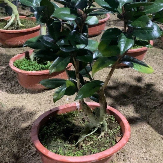 当前无花栽培后可以开花