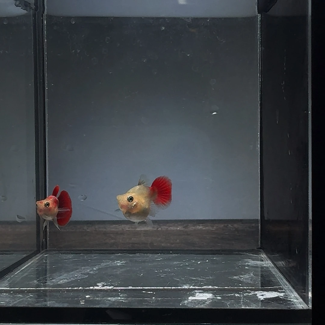 孔雀鱼黄暴球球体1对